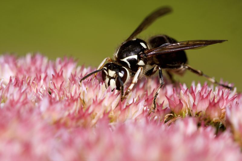 European Hornet Extermination
