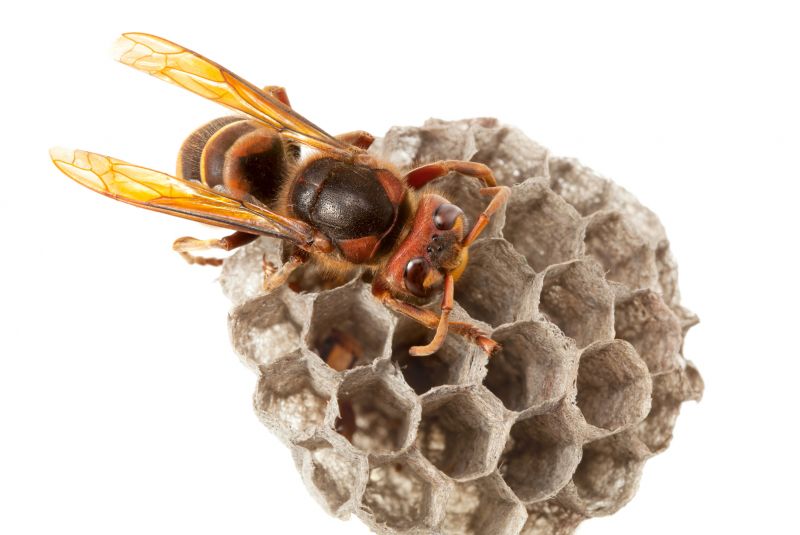 European Hornet Extermination