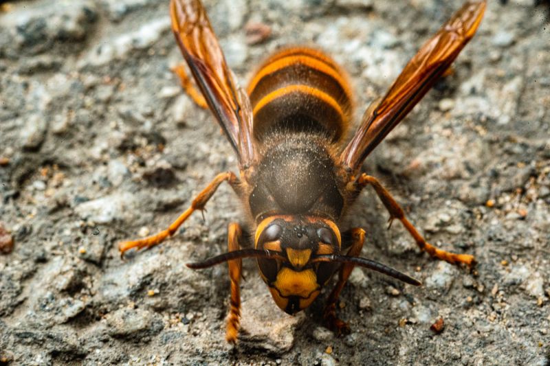 European Hornet Extermination