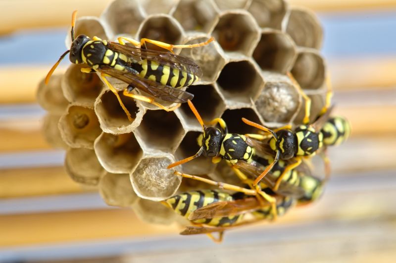 European Hornet Extermination