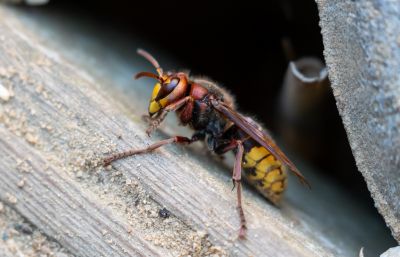 European Hornet Extermination