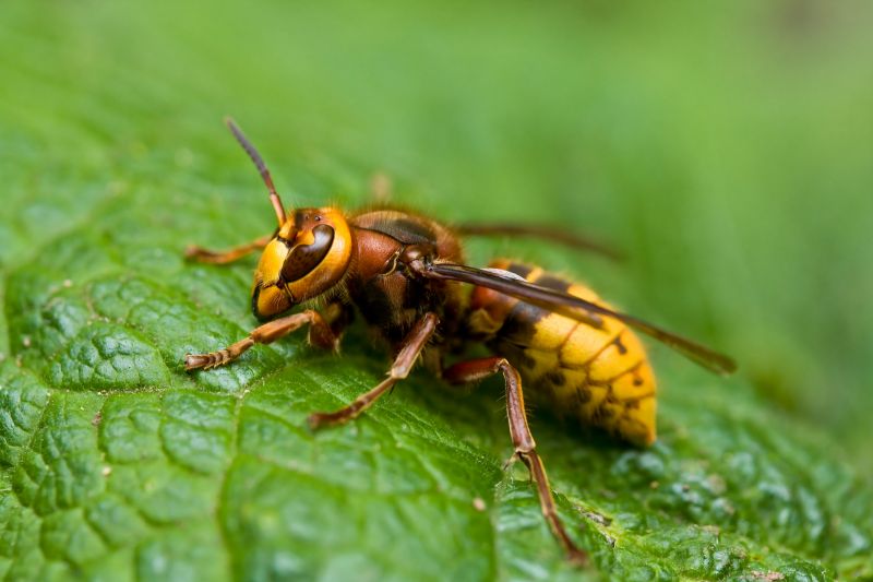 European Hornet Extermination