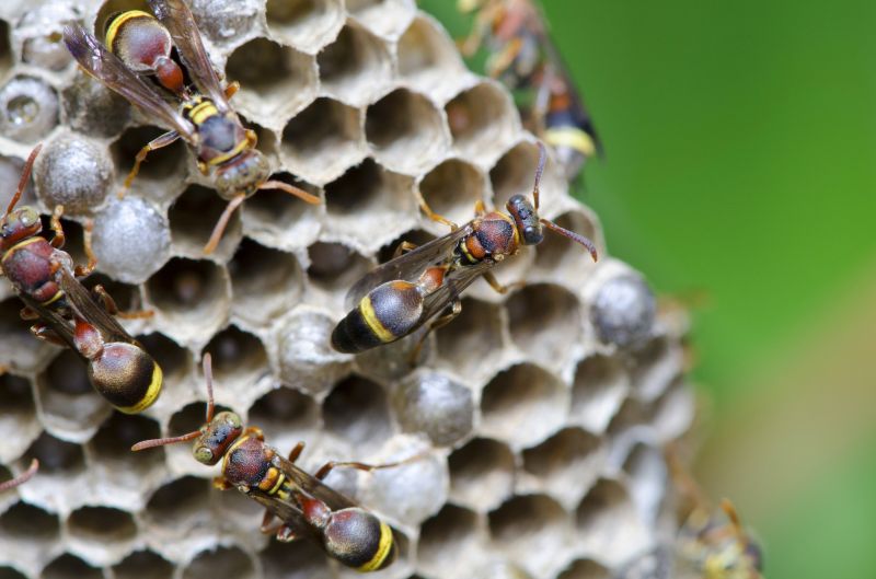 European Hornet Extermination
