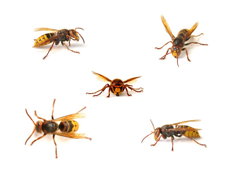European Hornet Extermination