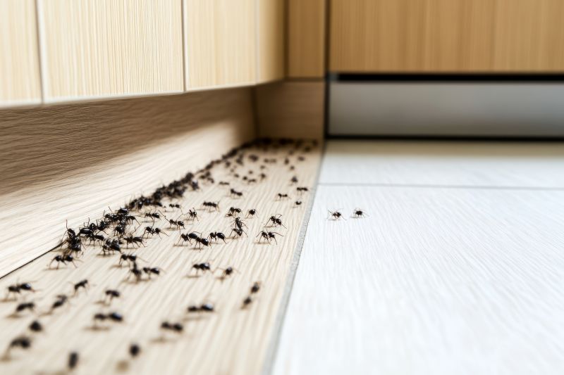 Ant Infestation