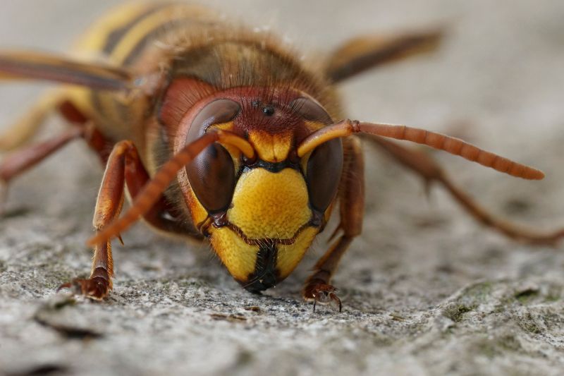 Products For European Hornet Exterminations in use