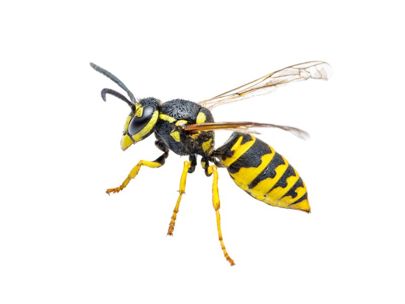 Signs You Have A Wasp, Hornet, Or Yellow Jacket Problem