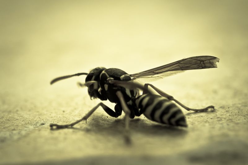 Signs You Have A Wasp, Hornet, Or Yellow Jacket Problem